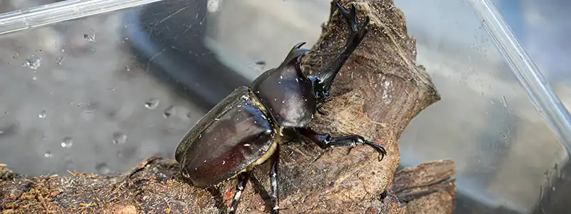 カブトムシ採集/育成